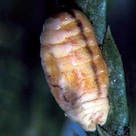  Xylococcidae:  Xylococculus macrocarpae  in situ 
 Photo by Ray Gill 